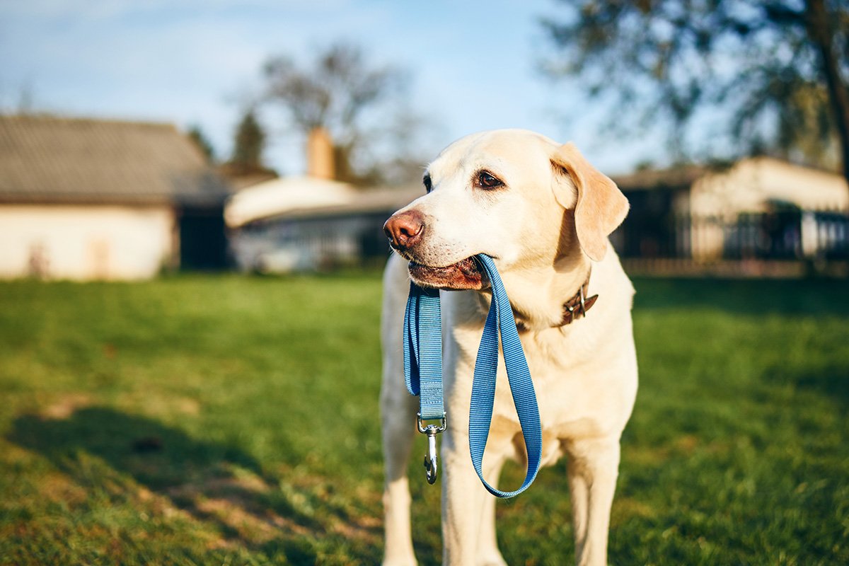 dog holding leash in mouth QCP6YHR.jpg dog holding leash in mouth QCP6YHR.jpg