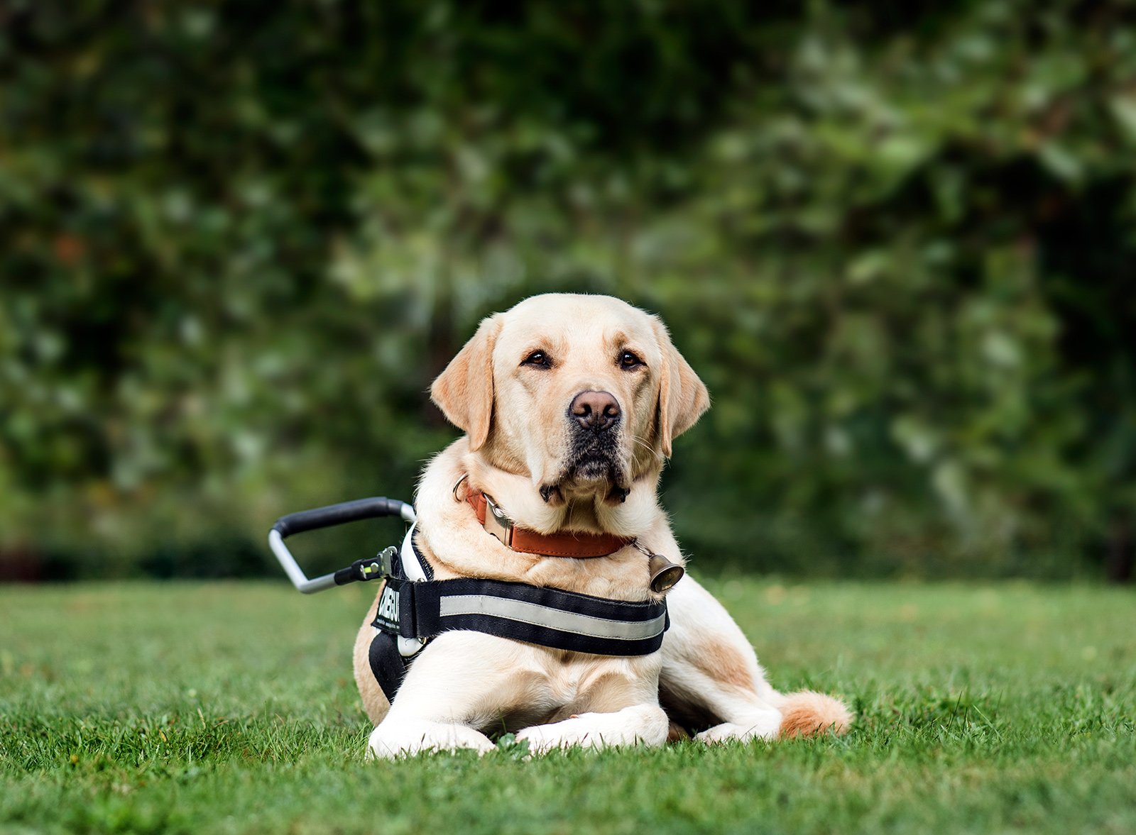 guide dog labrador retriever 2 years old in park DLG2RME.jpg guide dog labrador retriever 2 years old in park DLG2RME.jpg